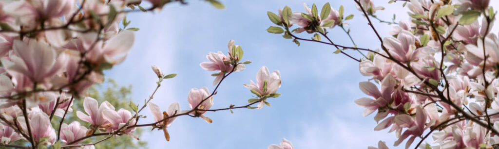 Pink blossoms on branches of tree with blue sky in the background.